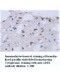  Alpha Adducin Antibody