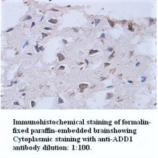  Alpha Adducin Antibody