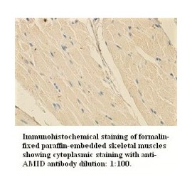  Alpha Adducin Antibody