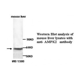  AMPK2 Antibody