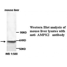  AMPK2 Antibody