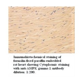  AMPK Gamma 1 Antibody