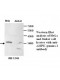  AMPK Gamma 1 Antibody