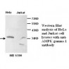  AMPK Gamma 1 Antibody