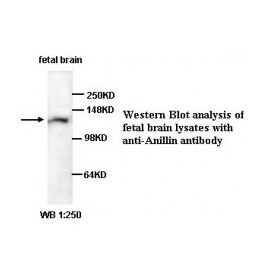  Anillin Antibody