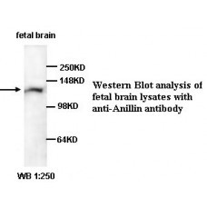  Anillin Antibody