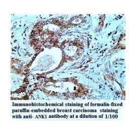  Anillin Antibody