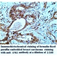  Anillin Antibody