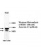 ANK1 Antibody