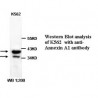 Annexin A1 Antibody