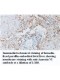 Annexin VI Antibody
