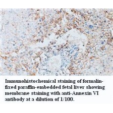 Annexin VI Antibody