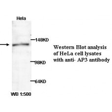 Annexin VI Antibody