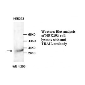 TRAIL Antibody