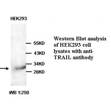 TRAIL Antibody