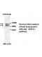 APBA1 Antibody