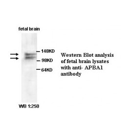 APBA1 Antibody
