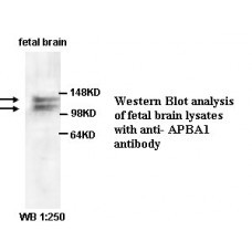APBA1 Antibody