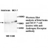  Androgen Receptor Antibody