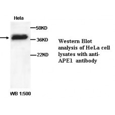  APE1 Antibody