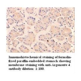  Argonaute 4 Antibody