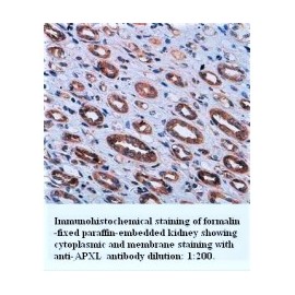 APXL Antibody