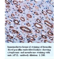 APXL Antibody