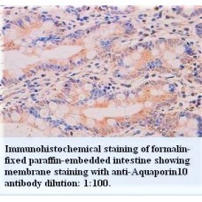 Aquaporin10 Antibody