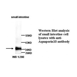 Aquaporin10 Antibody