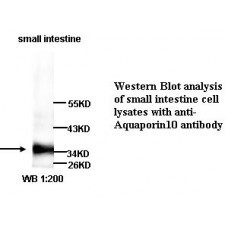 Aquaporin10 Antibody
