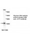 ATF1 Antibody