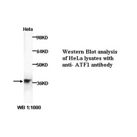 ATF1 Antibody