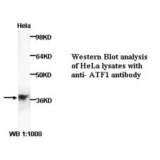 ATF1 Antibody