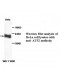 ATF2 Antibody