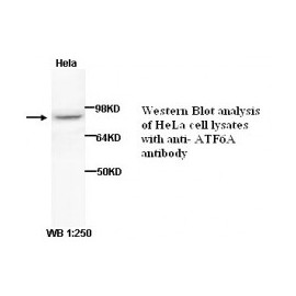 ATF6A Antibody