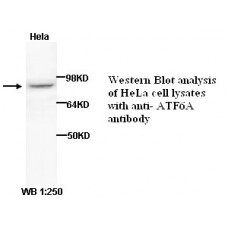 ATF6A Antibody