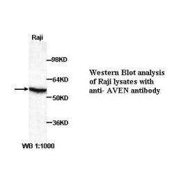 AVEN Antibody