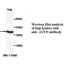 AVEN Antibody