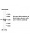 CREB1 Antibody