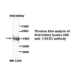 CREB1 Antibody
