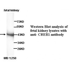 CREB1 Antibody