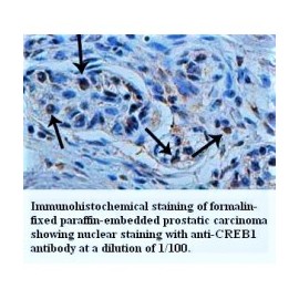 CREB1 Antibody