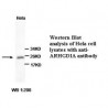 ARHGDIA Antibody