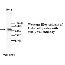 COX2 Antibody