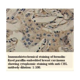 CBL Antibody