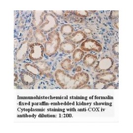 COX Iv Antibody