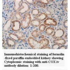 COX Iv Antibody