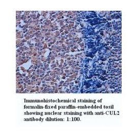 CUL2 Antibody