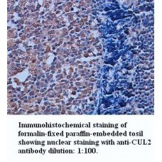 CUL2 Antibody