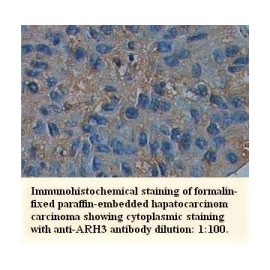 ARH3 Antibody
